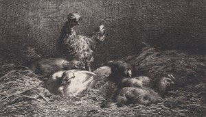 Poules