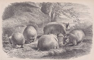 The Wombat, from Le Magasin Pittoresque by Charles Emile Jacque