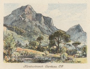 South Africa: Kirstenbosch Gardens, CP by Charles Ernest Peers