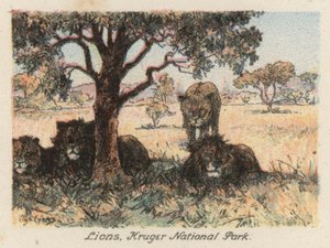 South Africa: Lions, Kruger National Park by Charles Ernest Peers