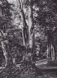 A Glade in Knole Park by Charles Essenhigh Corke