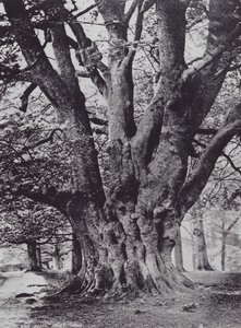 King Beech, Knole Park by Charles Essenhigh Corke
