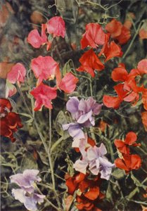 Some Modern Sweet Peas