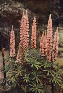 The Rose-Coloured Lupine by Charles Essenhigh Corke