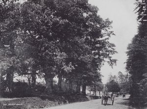The Seven Oaks by Charles Essenhigh Corke