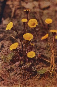 Wild flowers: Coltsfoot