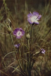 Wild Flowers: Corn-Cockle by Charles Essenhigh Corke