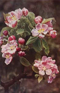 Wild Flowers: Crab-Apple by Charles Essenhigh Corke