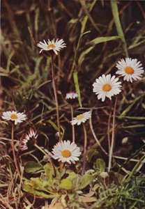 Wild Flowers: Daisy by Charles Essenhigh Corke