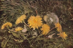 Wild Flowers: Dandelion by Charles Essenhigh Corke