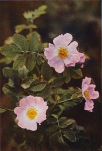 Wild Flowers: Dog Rose by Charles Essenhigh Corke