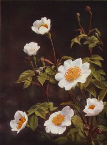 Wild Flowers: Field Rose by Charles Essenhigh Corke