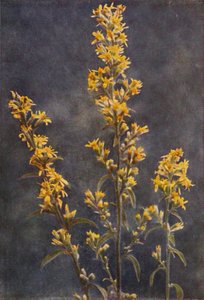 Wild flowers: Golden Rod by Charles Essenhigh Corke