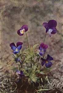 Wild flowers: Heartsease by Charles Essenhigh Corke