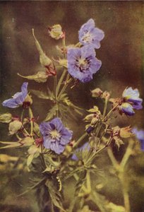 Wild Flowers: Meadow Crane