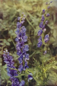 Wild Flowers: Monkshood by Charles Essenhigh Corke