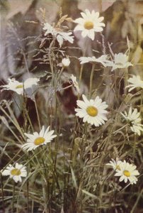 Wild Flowers: Ox-Eye Daisy by Charles Essenhigh Corke