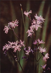 Wild Flowers: Ragged Robin by Charles Essenhigh Corke
