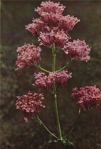 Wild Flowers: Red Valerian by Charles Essenhigh Corke