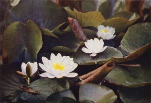 Wild Flowers: White Water Lily by Charles Essenhigh Corke