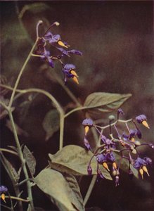 Wild Flowers: Woody Nightshade by Charles Essenhigh Corke