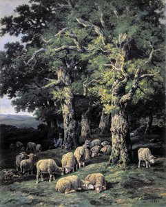 Sheep in the woods