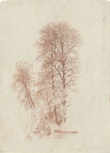 Study of Two Slender and Some Smaller Trees in Leaf