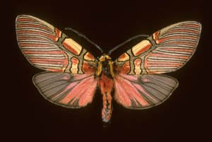 Anaxita Constricta by Augustus Kollner