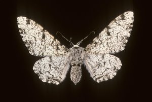 Birch Phalene by Augustus Kollner