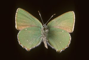 Argus Green by Augustus Kollner