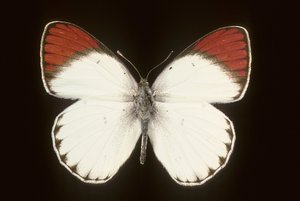 Crimson by Augustus Kollner