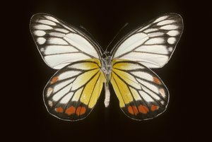 Delias hyparete, Male by Augustus Kollner