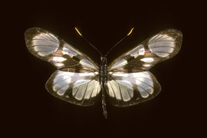 Dismorphia orise by Augustus Kollner