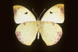 Gideona Lucasi by Augustus Kollner