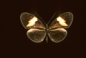 Heliconie Melpomene by Augustus Kollner