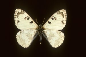 Hypermnestra Helios by Augustus Kollner