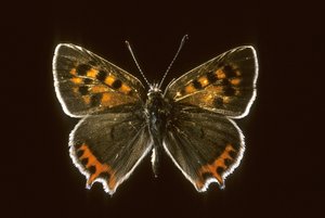 Common Copper by Augustus Kollner