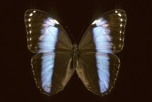 Morpho achilles, Male by Augustus Kollner