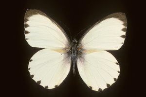 Mylothris ngaziya by Augustus Kollner