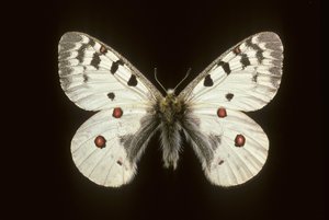 Small apollo by Augustus Kollner