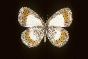 Physcaeneura leda by Augustus Kollner