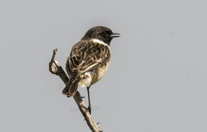 Common Stonechat
