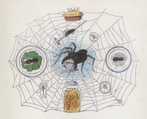 Spider in its web surrounded by food