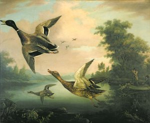 Duck Shooting