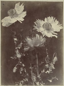 Flower still life with poppies by Charles Hippolyte Aubry