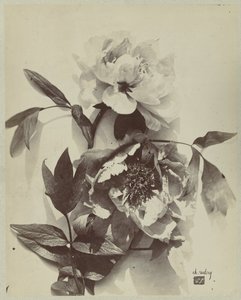 Flower Still Life with Peonies by Charles Hippolyte Aubry