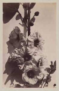 Flower Still Life with Hollyhock