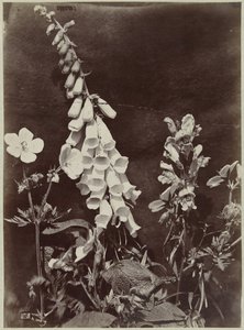 Flower Still Life with Foxglove