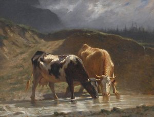 Cows at the Watering