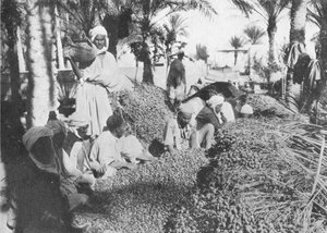 Date Picking at Gabes by Charles J. S. Makin